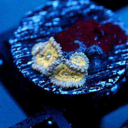 JC Blue Seam Zoanthid
