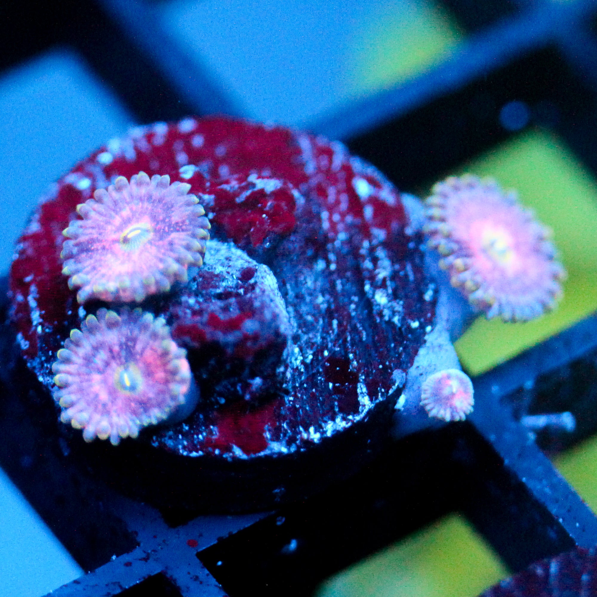 JC Strawberry Lemonade Zoanthid (1/1)