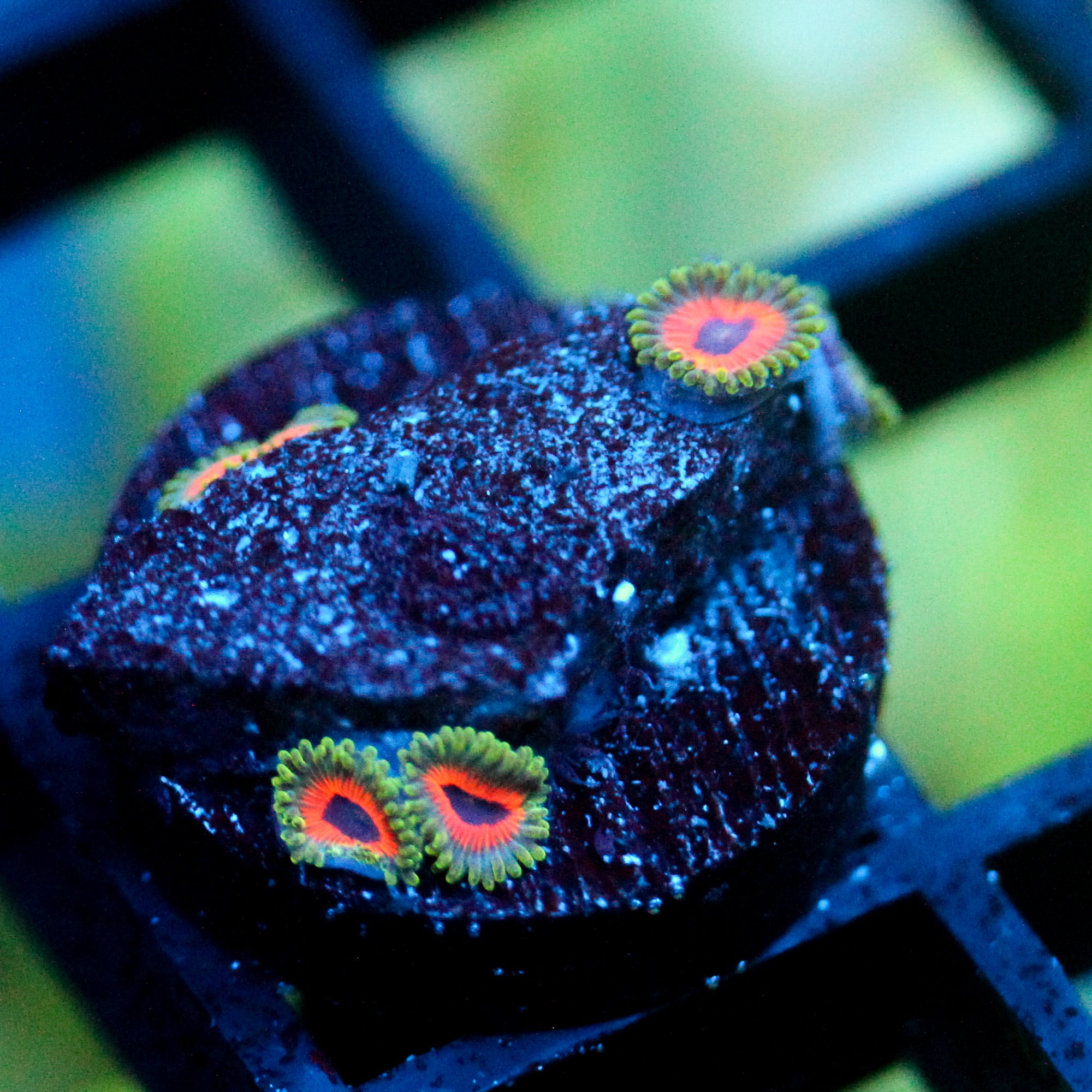 Jason Fox Fairytale Zoanthids