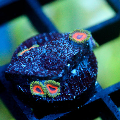 Jason Fox Fairytale Zoanthids