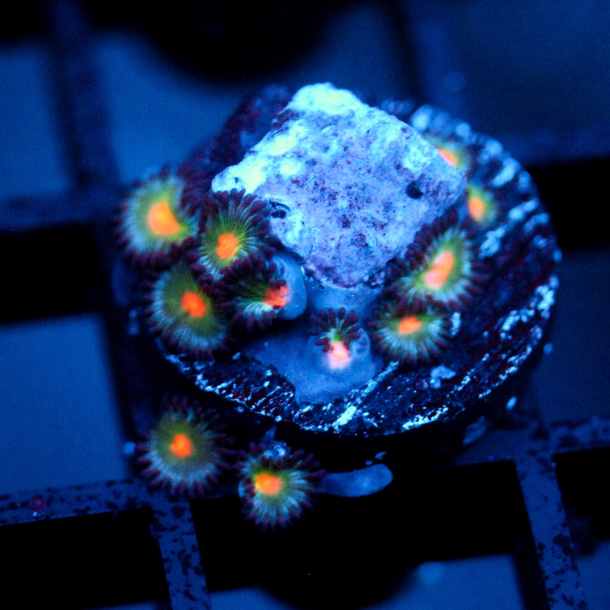 JC Alien Blood Zoanthid