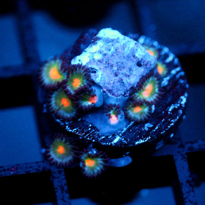JC Alien Blood Zoanthid