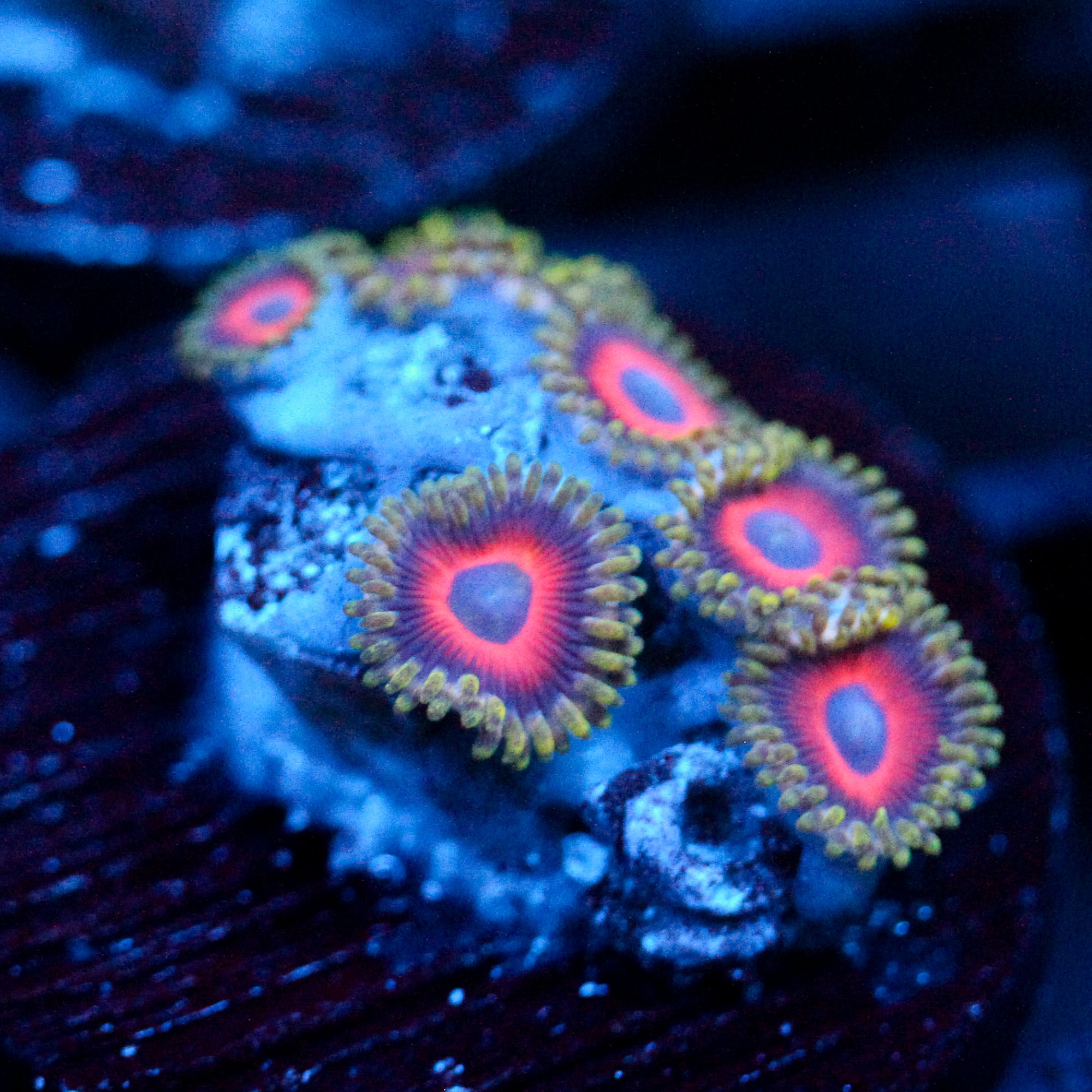 JC Empire Zoanthid