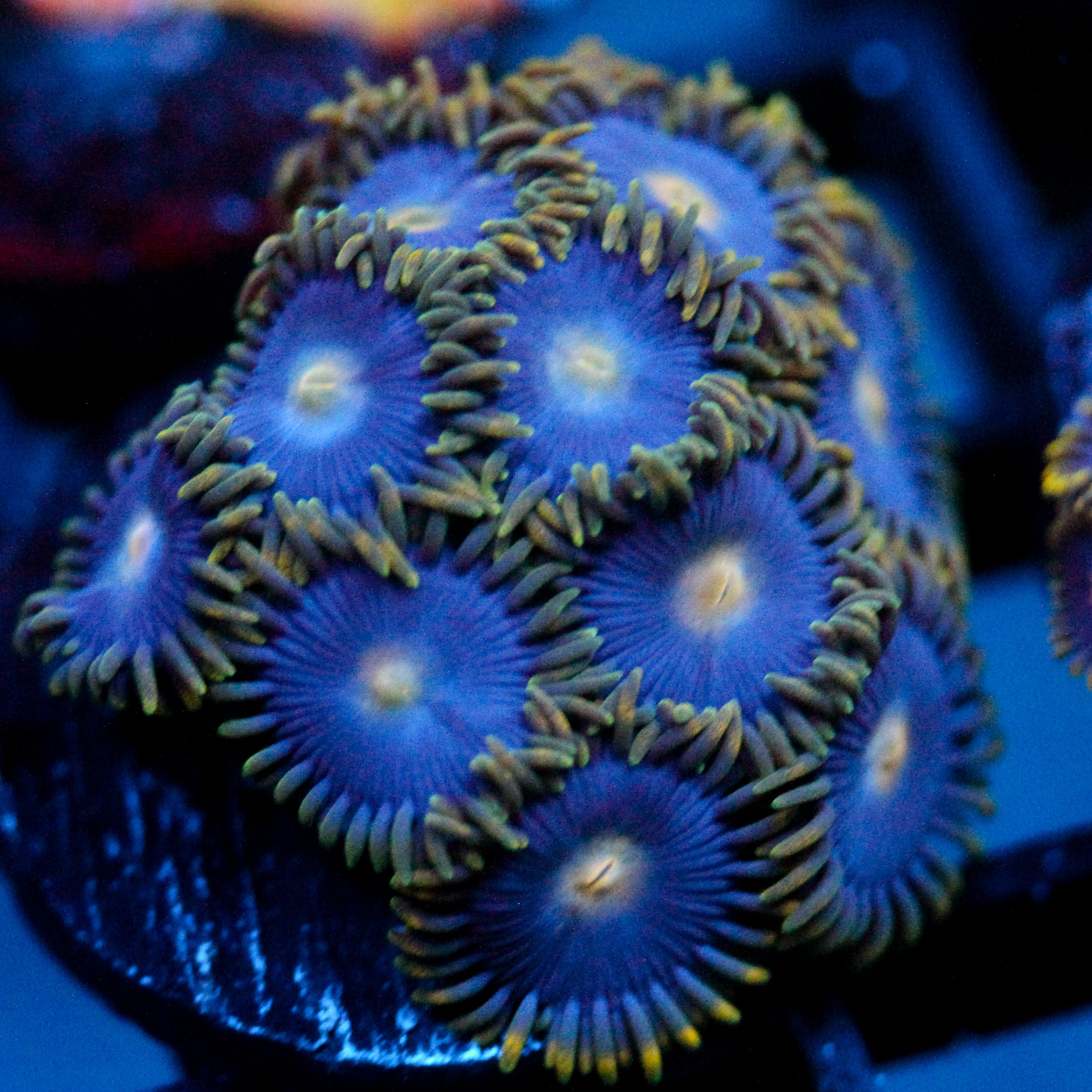 JC Gold Burst Zoanthid