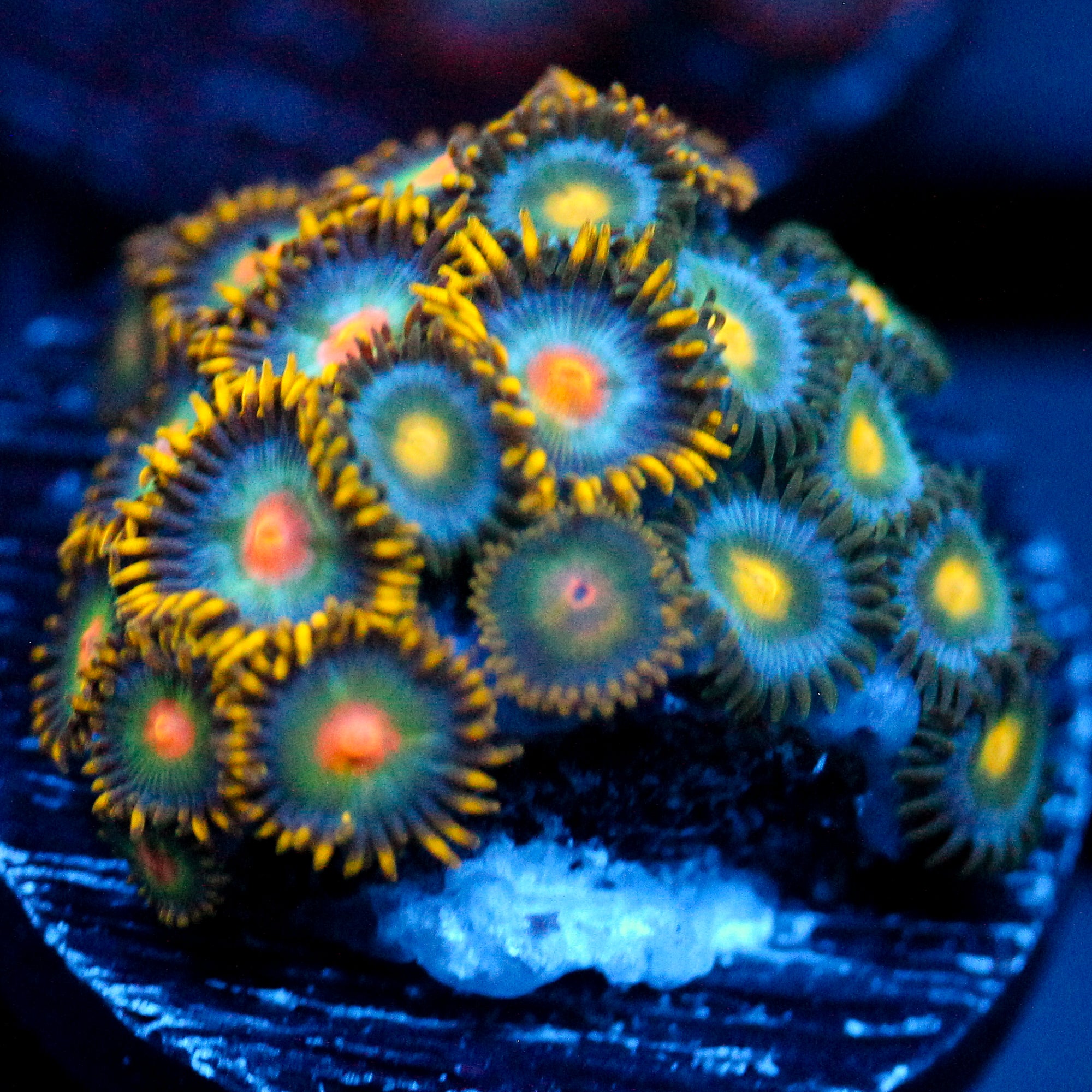 JC Saturn Zoanthid mix