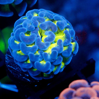 JC Bright One Hammer