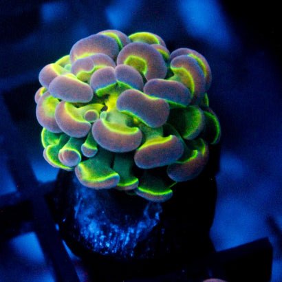 JC Ultra Hologram V2