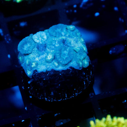 JC Grumpy Blue Goni