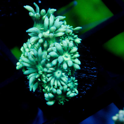 JC Minty Flowers Goni