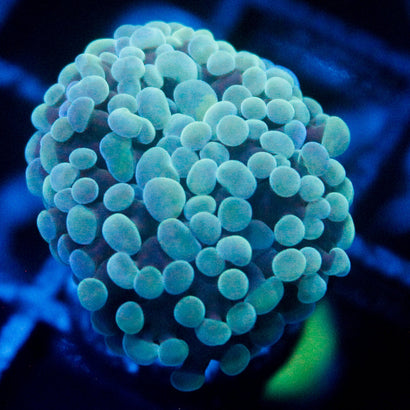 JC Bubble Bath Frammer