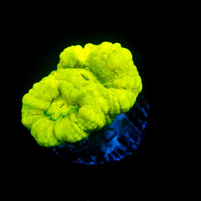 JC Neon Trumpet Corals