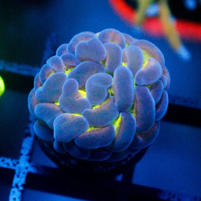 JC Clown Car Branching Hammer