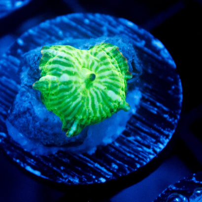 JC Melon Rind Mushroom