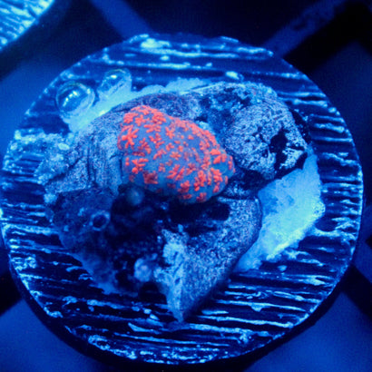 JC Red Rise Rhodactis Mushroom
