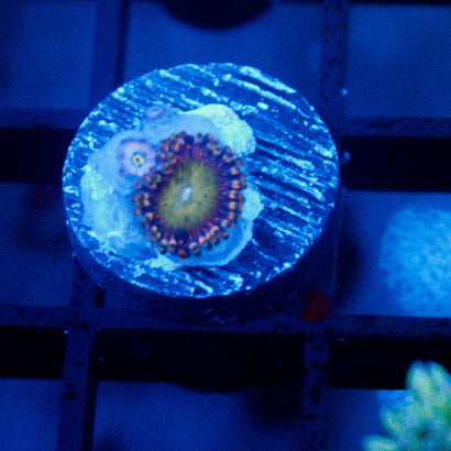 JC Hypnotoad Zoanthid