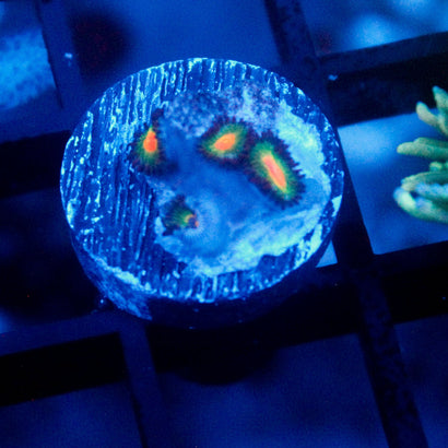 JC Alien Blood Zoanthid