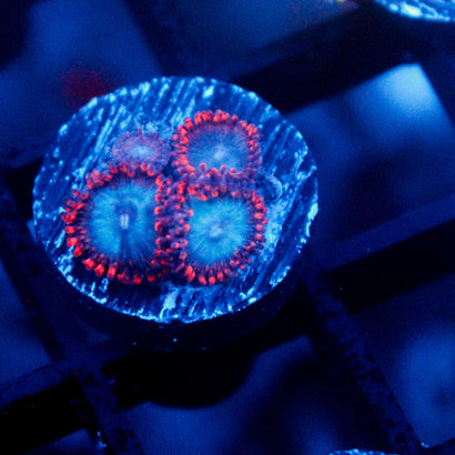 JC Molten Sulfer Zoanthid