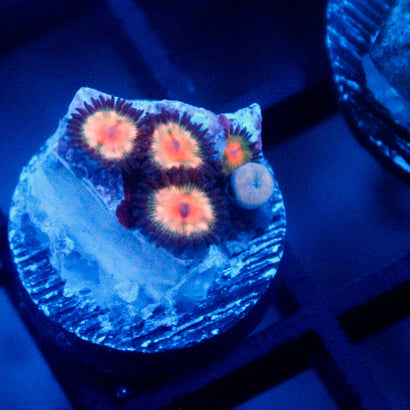 JC Peach Bellini Zoanthid