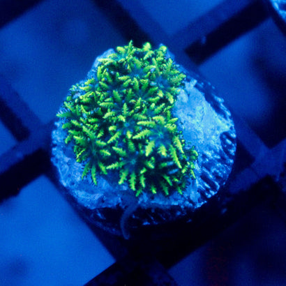 JC Sympodium Coral