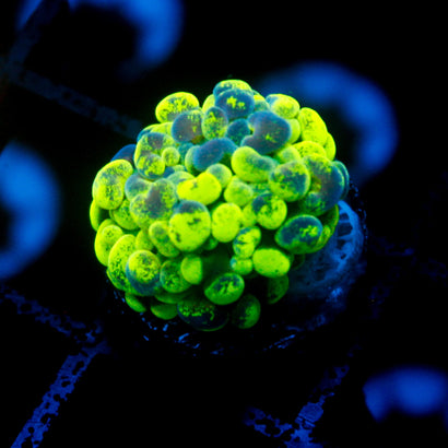 JC Ultra Splatter Branching Hammer