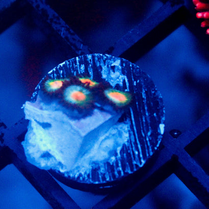 JC Blue Aliens Blood