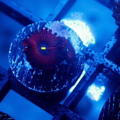 Purple People Eater Zoanthid