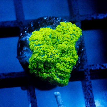 JC neon Green Rhodactis