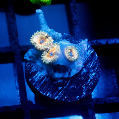 JC Pichu Zoanthid