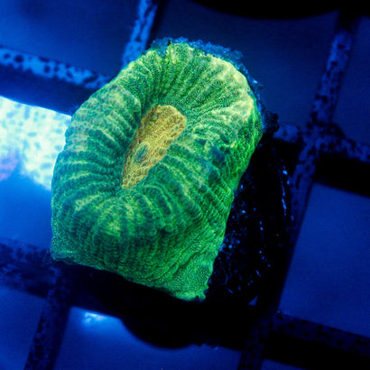 JC Neon Green Favia