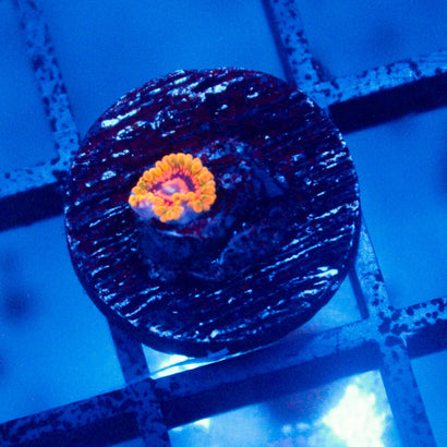 Grand Master Krakatoa Zoanthid