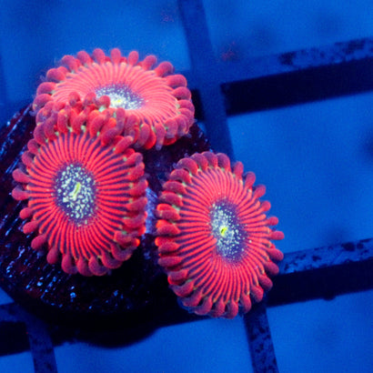 JC Magicians Zoanthid