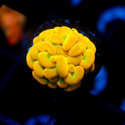 JC Rainbow Gold Branching Hammer