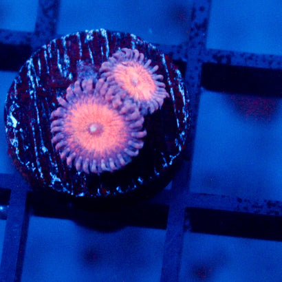 JC Amber Bliss Zoanthid