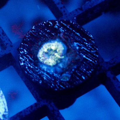 JC Baby Neptune Bounce Mushroom