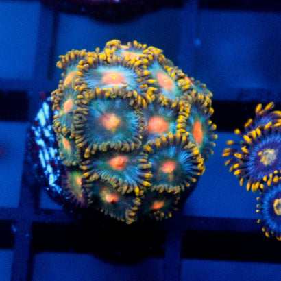 JC Saturn Zoanthid Colony