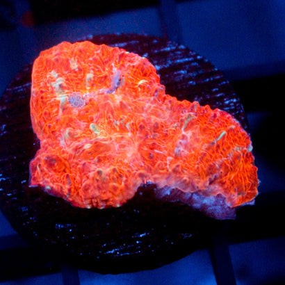 JC Cheetos Finger Chalice