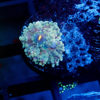 Neptunes Dreams Yuma