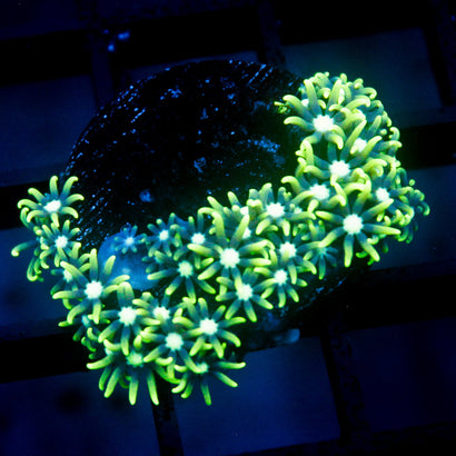 JC Star Poly