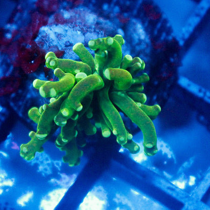 JC Baby Dark Green Octo