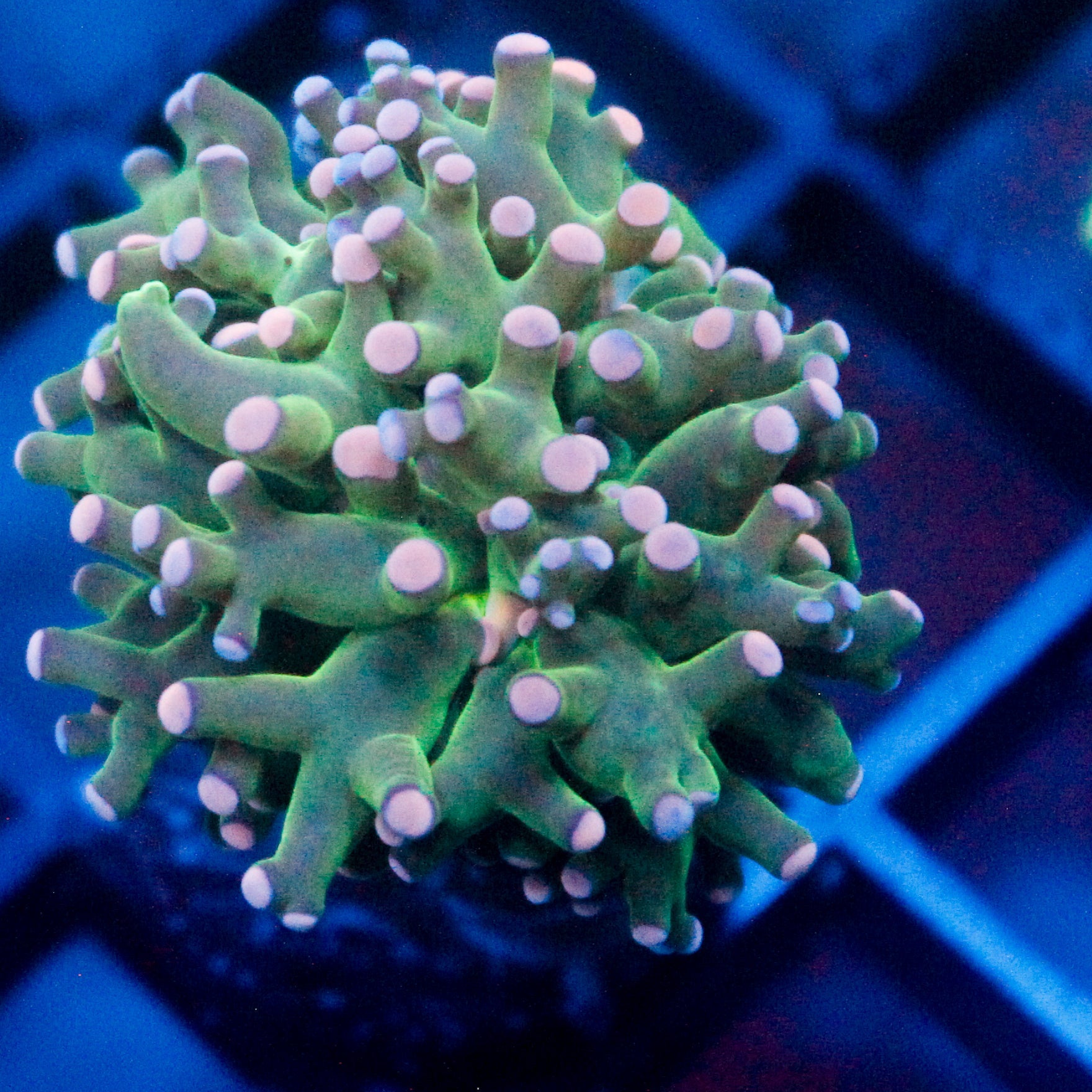 JC Pink Top Octo