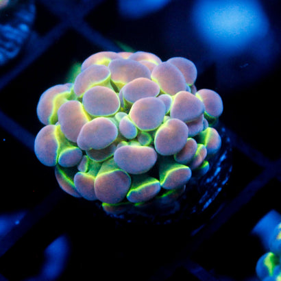 JC Ultra Hologram Hammer V1