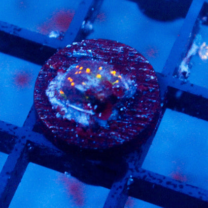 John Deere Psammocora