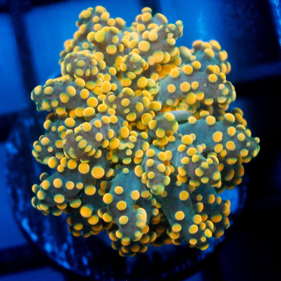 JC Blue Tentacle Octo