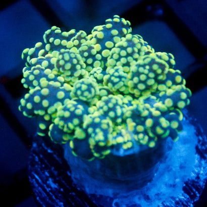 JC Lime Time Octo