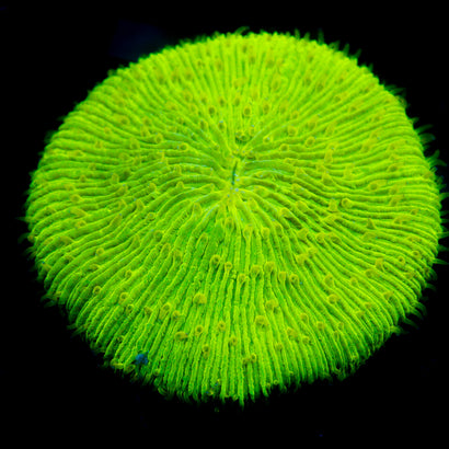 JC Zesty Green Plate