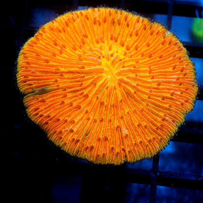JC Orange Zest Plate