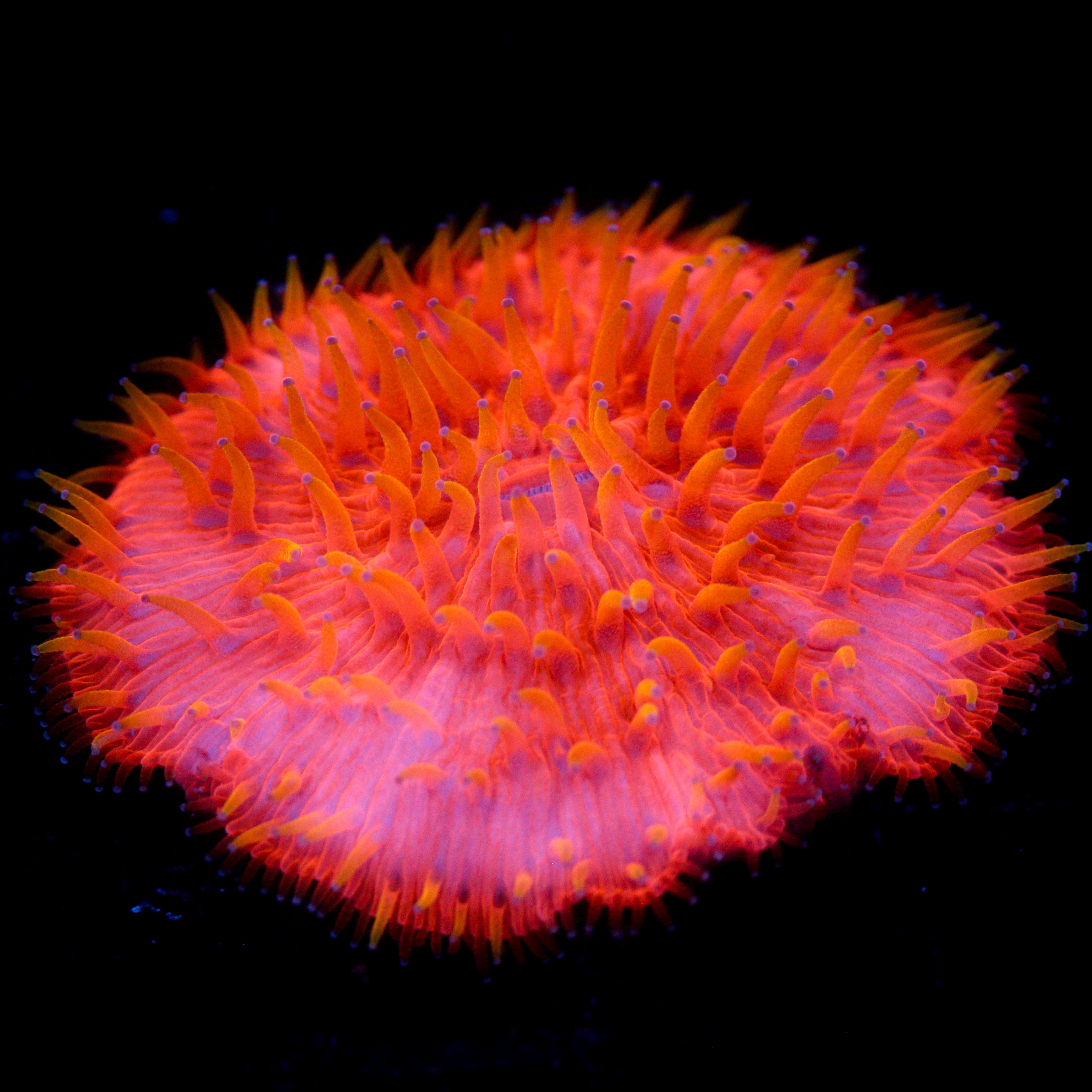 JC Citrus Twist Fungia