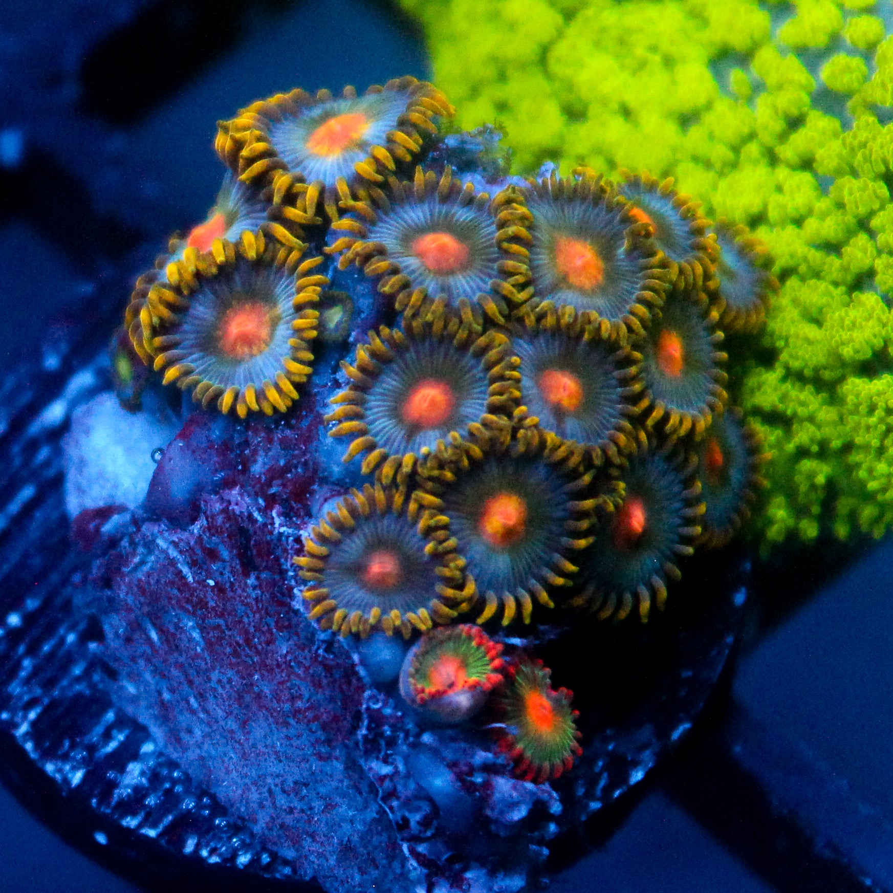 JC Saturn Zoanthid mix
