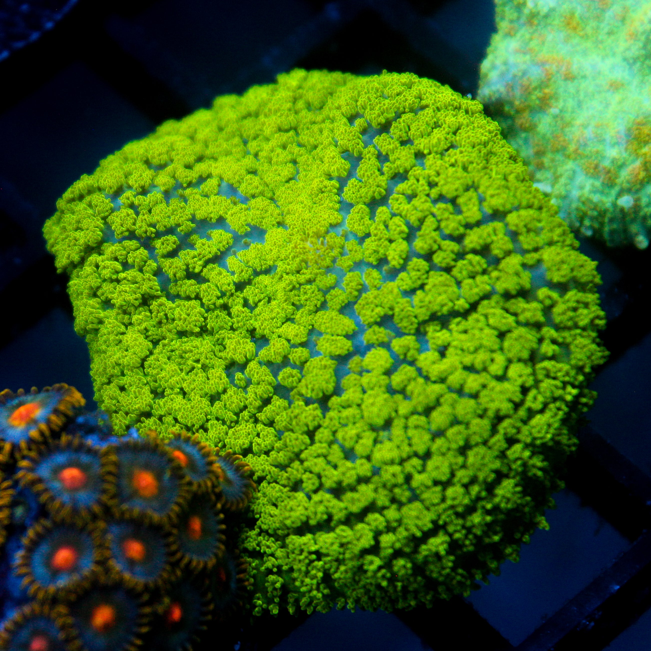 JC Chunky Neon Green Rhodactis