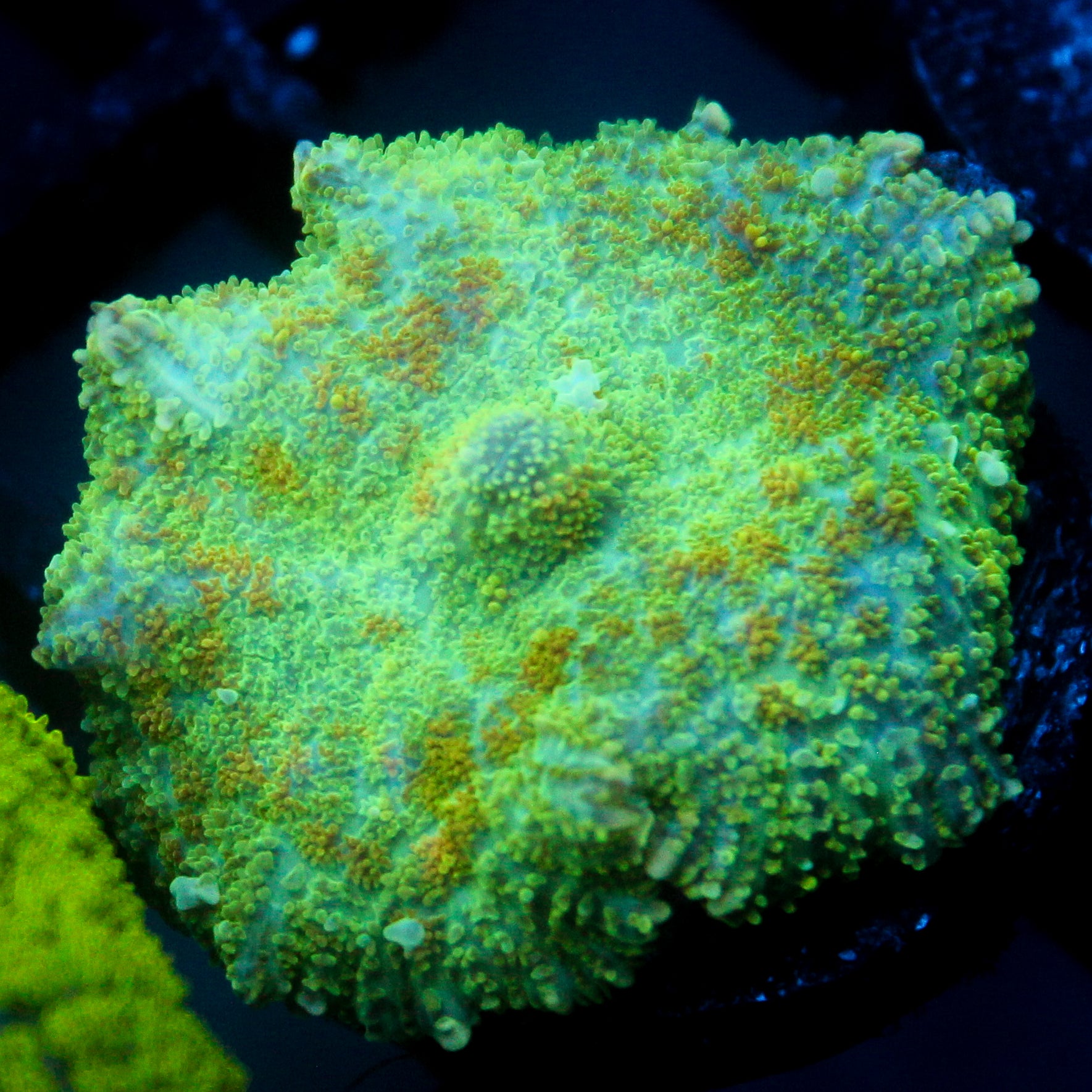 JC Lush Mesa Rhodactis